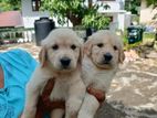 Golden Retriever Puppies