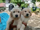 Golden Retriever Puppies