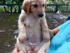 Golden Retriever Puppies