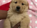 Golden Retriever Male Puppy