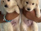 Golden Retriever Puppy