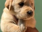 Golden Retriever Puppy