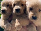 Golden Retriever Puppy