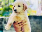Golden Retriever Puppy