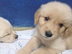 Golden Retriever Puppy