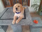 Golden Retriever Puppy