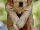 Golden Retriever Puppy