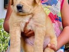 Golden Retriever Puppy