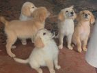 Golden Retriever Puppies