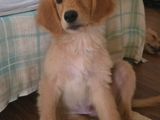 Golden Retriever Puppies