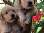 Golden Retriever Puppies