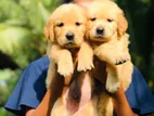 Golden Retriever Puppy