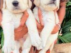 Golden Retriever Puppies