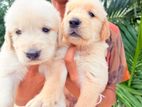 Golden Retriever Puppies