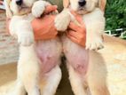 Golden Retriever Puppies