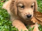 Golden Retriever Puppies