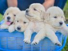 Golden Retriever Puppy