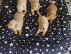 Golden Retriever Puppies