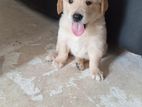 Golden Retriever Puppy