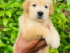 Golden Retriever Puppy