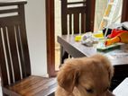 Golden Retriever Puppies