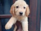 Golden Retriever Puppy