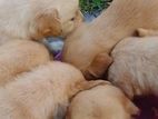 Golden Retriever Puppies