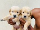 Golden Retriever Puppies