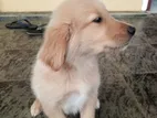 Golden Retriever Puppy