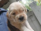 Golden Retriever Puppy