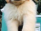 Golden Retriever Puppies