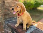 Golden Retriever Puppy