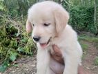 Golden Retriever Puppies