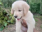 Golden Retriever Puppies