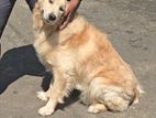 Golden Retriever Puppy