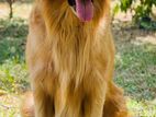 Golden Retriever for Stud