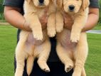 Golden Retriever Puppy