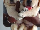 Golden Retriever Puppies