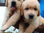Golden Retriever Puppies
