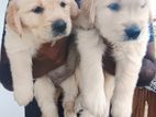 Golden Retriever Puppies