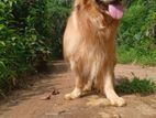 Golden Retriever for Crossing