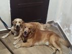 Golden Retriever Male and Female