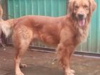 Golden Retriever Male for Crossing