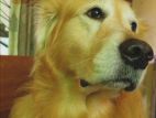 Golden Retriever Male for Crossing