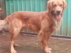 Golden Retriever Male Dog Available for Crossing