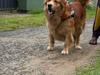 Golden Retriever Male Dog Crossing