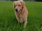 Golden Retriever Male Dog for Crossing