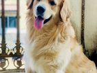 Golden Retriever Male Dog for Crossing