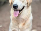 Golden Retriever Male Dog for Crossing
