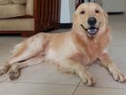 Golden Retriever Male Dog for Crossing